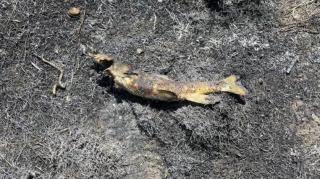 O pasăre a scăpat un pește pe liniile electrice și a declanșat un incendiu de vegetație în Canada