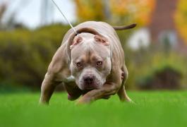 Câine rasa american bully