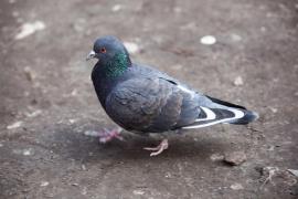 O femeie din Iaşi, cercetată după ce a prins un porumbel şi l-a mâncat