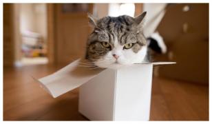 Maru, cea mai populară pisică de pe internet, a murit