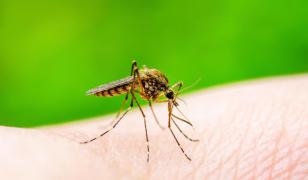 INSP: 21 de cazuri de infecţie cu virusul West Nile, în perioada 2 iunie - 11 septembrie. Cum ne protejăm
