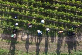 Hoţii au furat toţi strugurii din două podgorii din Germania. Pagube de mii de euro