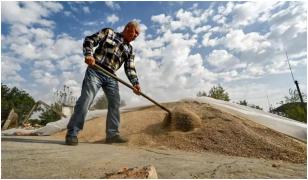 Producţii record la cereale şi rapiţă. Florin Barbu: "Agricultura este cea mai mare bogăţie a României"