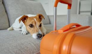 Aeroportul din Roma a deschis un hotel de lux pentru câini. Cât costă pe noapte și ce facilități oferă