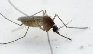 30 de români infectați cu West Nile. Majoritatea cazurilor sunt în Bucureşti. Cum ne protejăm
