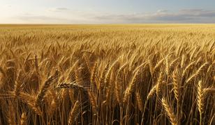 România rămâne lider UE la exportul de grâu moale, în ciuda unei scăderi generale