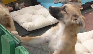 Proiect: Câinii din adăpsoturi vor putea fi încredinţaţi spre îngrijire temporară înainte să fie adoptaţi