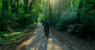 Un drum forestier din Pădurea Băneasa a fost deschis circulaţiei