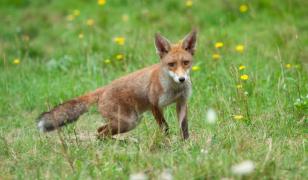 Acţiuni de vânătoare la vulpe şi alte carnivore în Satu Mare, după confirmarea unui focar de rabie