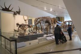 Un muzeu a păstrat timp de 70 de ani oase de "mamut" care, de fapt, erau de balenă