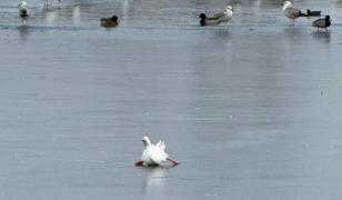 Misiune atipică în Tulcea. Pompierii au salvat o raţă blocată în gheaţă