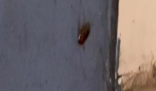 Gândaci vii în bucătăria unui restaurant din centrul Constanței. Restaurantul a fost amendat cu 15.000 de lei