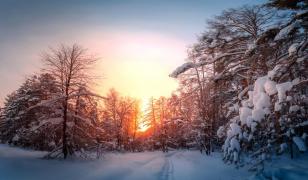 Fenomenul copacilor care 