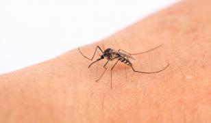 Primul caz de virus Chikungunya, transmis de ţânţari, în România. Ce simptome prezintă pacientul