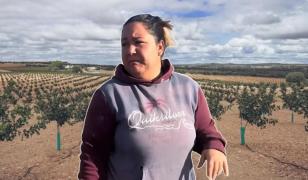 Marinela din Spania caută muncitori pentru tăierea "aurului verde". Singura condiţie pentru angajare