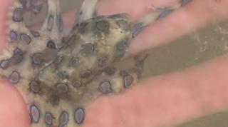 Şi-a ţinut moartea în mână. Un turist a ţinut în palmă una dintre cele mai veninoase creaturi