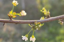 Locul din România în care un cireş a înflorit în plină toamnă