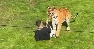 Momentul în care un tânăr sare în țarcul unui tigru şi este ucis. Reacţia parcului zoologic din Marea Britanie