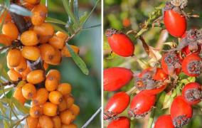 Cele mai căutate două fructe în sezonul rece. Bogate în vitamina C şi antioxidanţi