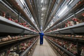Puiul ieftin din China cucereşte pieţele externe. Exporturile cresc şi producătorii europeni sunt sub presiune