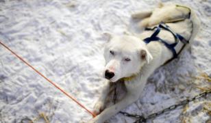 Finlanda caută voluntari pentru îngrijirea câinilor husky. Oferă cazare şi salariu