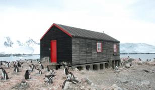 Salariu de 2.500 €, cu masă şi cazare incluse, ca să numeri pinguini în Antarctica. Condiţia greu de acceptat