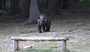 Ursul cu 5 picioare, căutat de jandarmii din Câmpina. Poza generată cu AI a provocat şi emiterea unui RO-Alert