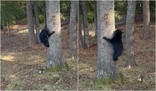 Momentul în care un Yorkshire de 3 kilograme alungă un urs din calea familiei și îl face să se urce în copac
