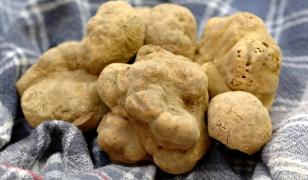Alimentul care poate fi confundat cu o piatră și se găsește tot mai greu. Un kg costă până la 5.000 de euro