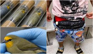 Un bărbat a fost prins pe Aeroportul din Miami cu 10 păsări vii ascunse în lenjeria intimă. Ce l-a dat de gol