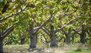 O afacere agricolă cu vânzări de peste 9 milioane de euro, scoasă la vânzare. De ce renunţă proprietarii la ea