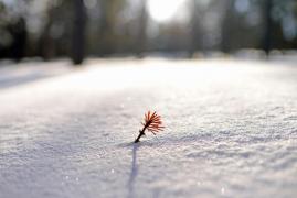 Prognoza meteo 9 februarie-9 martie. De când se încălzeşte vremea