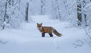 Imagini de iarnă cu fauna sălbatică, surprinse de Romsilva în pădurile greu accesibile din Defileul Jiului