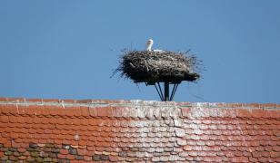 Cum a fost lăsată în frig o secție de poliție din judeţul Cluj, din cauza unui cuib de berze