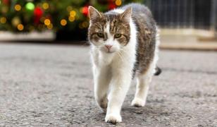 Pisica Larry împlineşte 15 ani ca principală spaimă a rozătoarelor din Downing Street