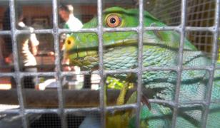 Sentinţa record dată unui australian pentru trafic de reptile. Le trimitea în pungi de popcorn