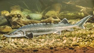 Noul produs românesc care a primit protecție europeană