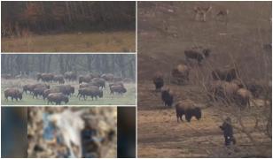 Peste 200 de cadavre de bizoni, bivoli şi cerbi, descoperite la o fermă din Cluj