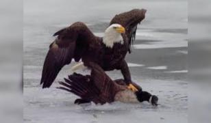 Reacția Casei Albe după victoria SUA în fața Canadei la hochei: mesaj ironic pentru Justin Trudeau