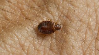 Turist, atacat de ploşniţe la cazare de 4 stele, renovată cu bani UE. A avut o reacţie alergică