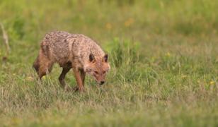 Delta Dunării, invadată de şacali: 