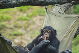 Studiu: Cimpanzeii consumă o cantitate surprinzătoare de alcool în fiecare zi. Legătura cu consumul uman