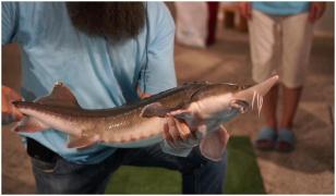 O fermă a dat lovitura cu o delicatesă care se vinde cu 8.000 de euro kilogramul