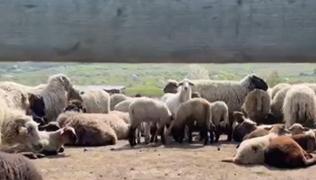 Mielul de Paște devine raritate pe masa românilor: Un kilogram poate ajunge şi 55 lei