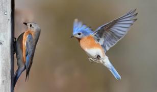 O Grădină Zoologică va avea UPU pentru păsări sălbatice rănite. Medic veterinar: 