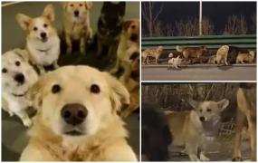 7 câini furaţi au evadat dintr-o fabrică de carne şi au mers împreună 17 km spre casă, în China