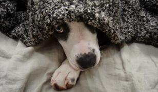 Italia recunoaşte oficial animalele bolnave ca motiv de concediu plătit de urgenţă