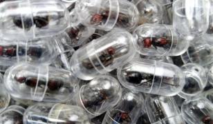 Cum a ajuns o mică insectă să fie vândută şi cu 220$. Sunt 