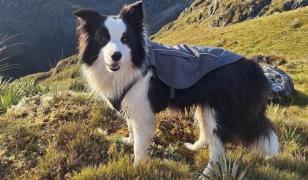 Salvare miraculoasă. Câine dispărut, din nou în braţele stăpânei la o săptămână după ce a căzut într-o cascadă