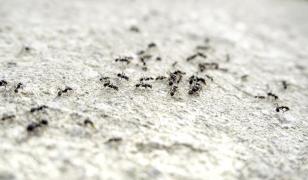 Afacerea cu furnici de mii de euro care i-a adus unui chinez un an de închisoare